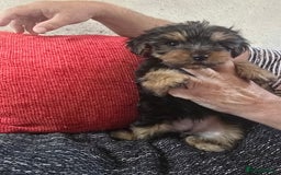 Yorkshire Terrier dogs for sale: Yorkshire terrier puppy  - Image 1