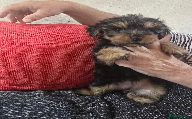 Yorkshire Terrier dogs - Advert 4