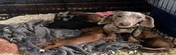 Jackshund dogs for sale: 8 beautiful miniature Jack Russell’s  - Advert 2