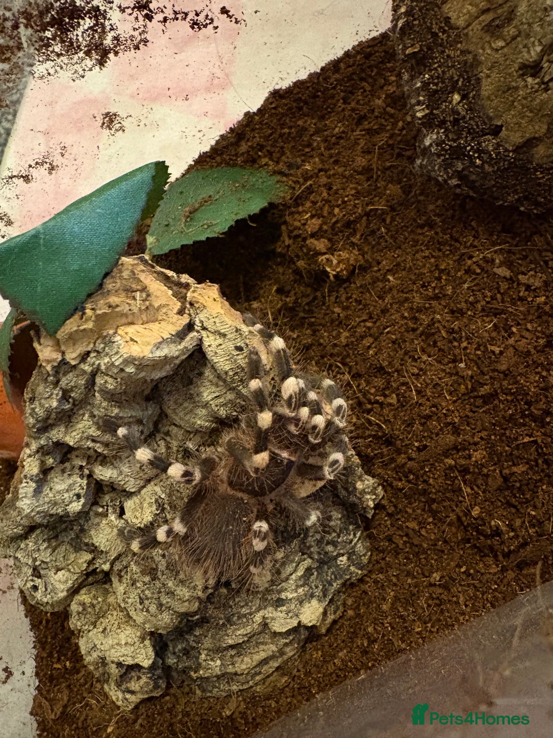 Tarantulas invertebrates for sale: Giant white knee and white striped birdeater  - Advert 2