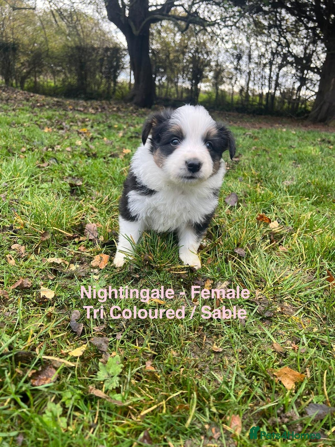 Border Collie dogs for sale: Pure Bred Border Collie Puppies For Sale - Image 15