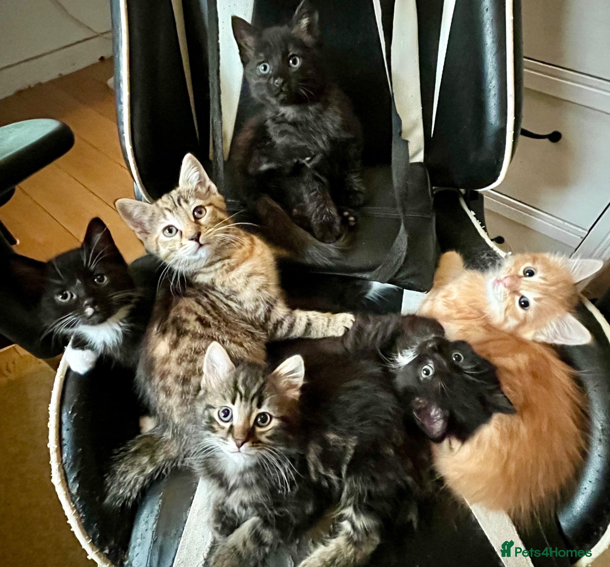 Mixed Breed cats Big Litter Big Love ❤️  - Advert 1