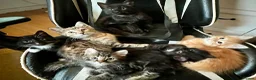 Mixed Breed cats for sale: Big Litter Big Love ❤️  - Advert 1