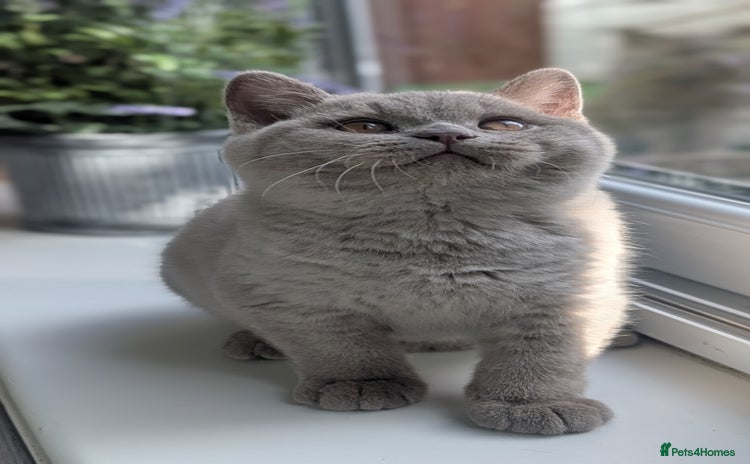 British Shorthair cats - Advert 3