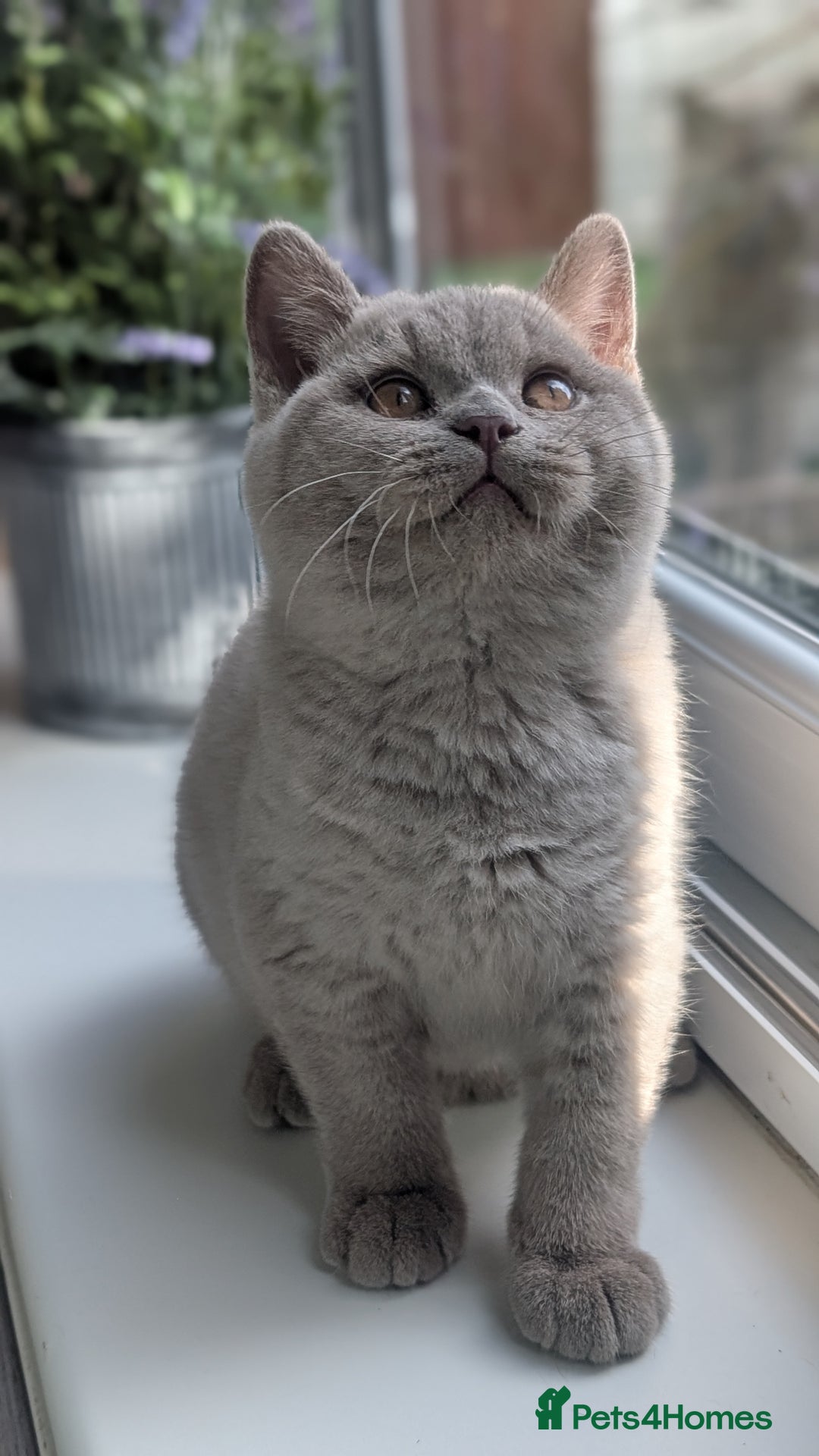 Harry British British Longhair Black Silver Shaded British