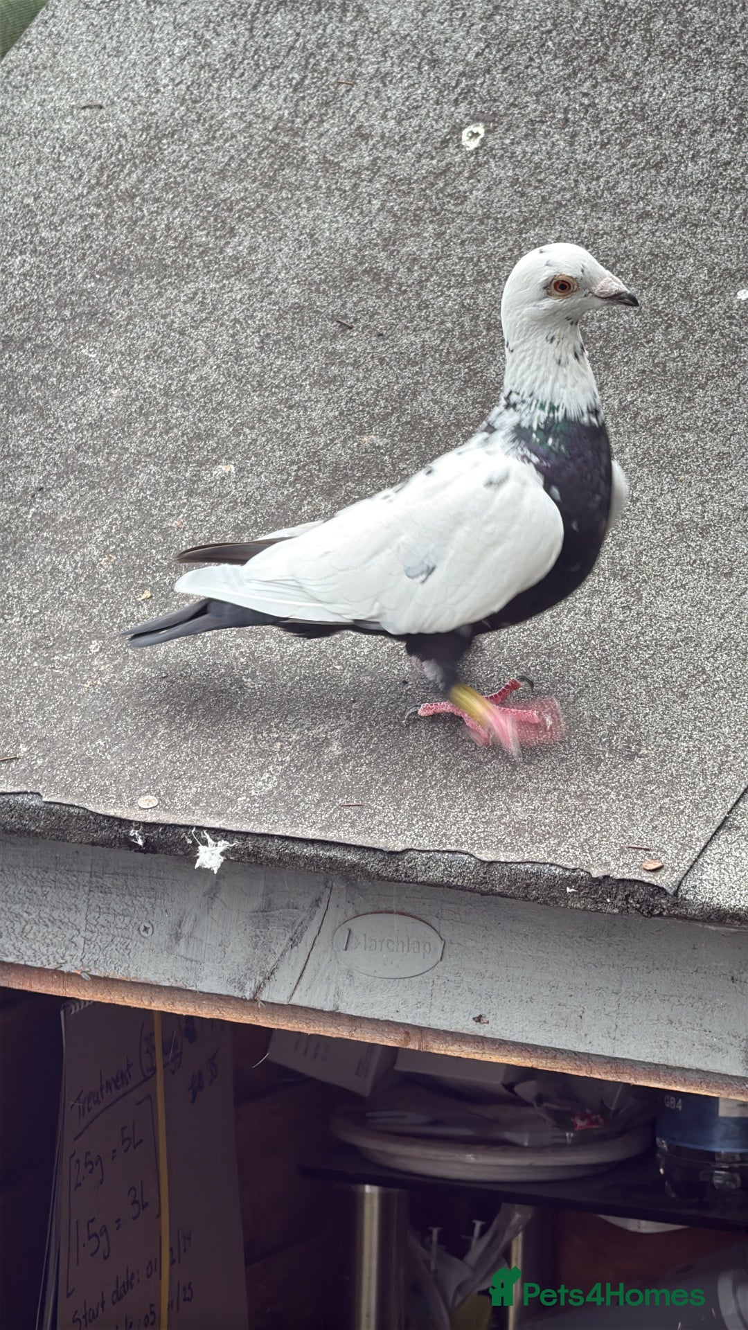 Pigeons birds for sale: Pigeons - Image 6