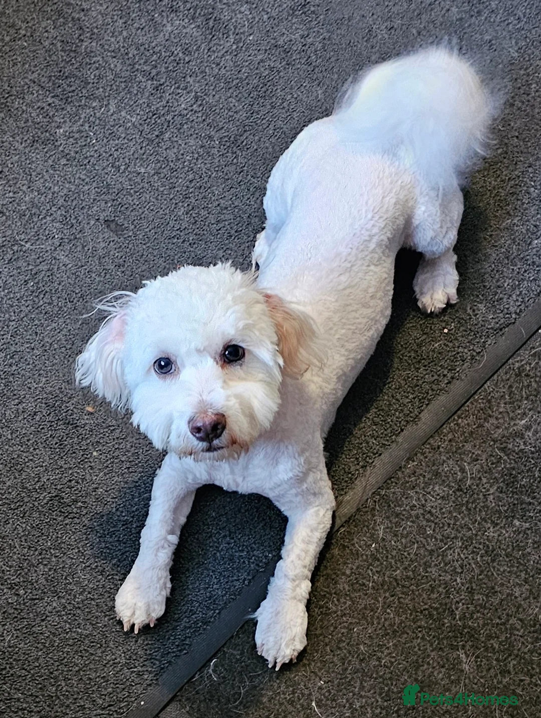 Bichon Frise dogs for sale: Lovely young bichon frise girl - Advert 2