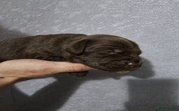 Mixed Breed dogs for sale: Cockapoo X puppies - Image 14