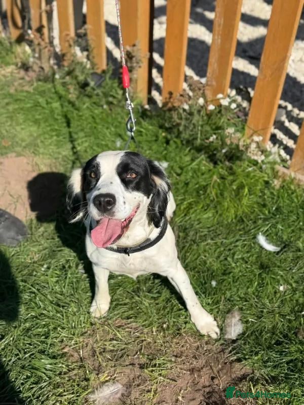 English Springer Spaniel dogs Sunny - Advert 13