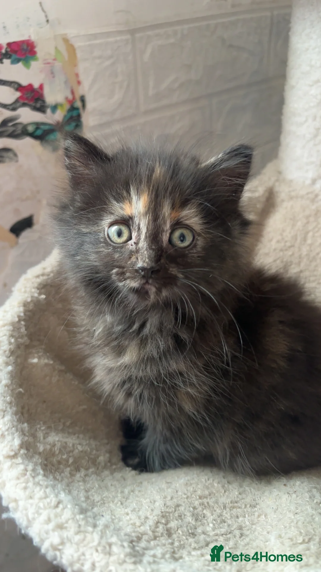 Mixed Breed cats for sale: Ragdoll cross kitten - Advert 3