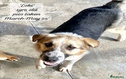 Mixed Breed dogs for adoption: Loki, 1 yr old, male. Reserved stc.  in Brixham - Image 17