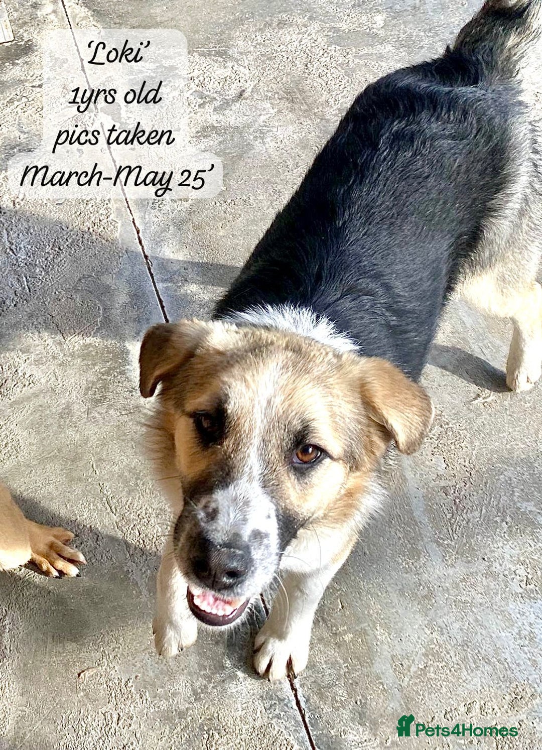 Mixed Breed dogs for adoption: Loki, 1 yr old, male. Reserved stc.  in Brixham - Image 17