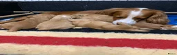 Cocker Spaniel dogs for sale: Golden cocker spaniel pups  - Advert 17