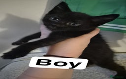 Mixed Breed cats for sale: 2 black kittens for sale - Image 2