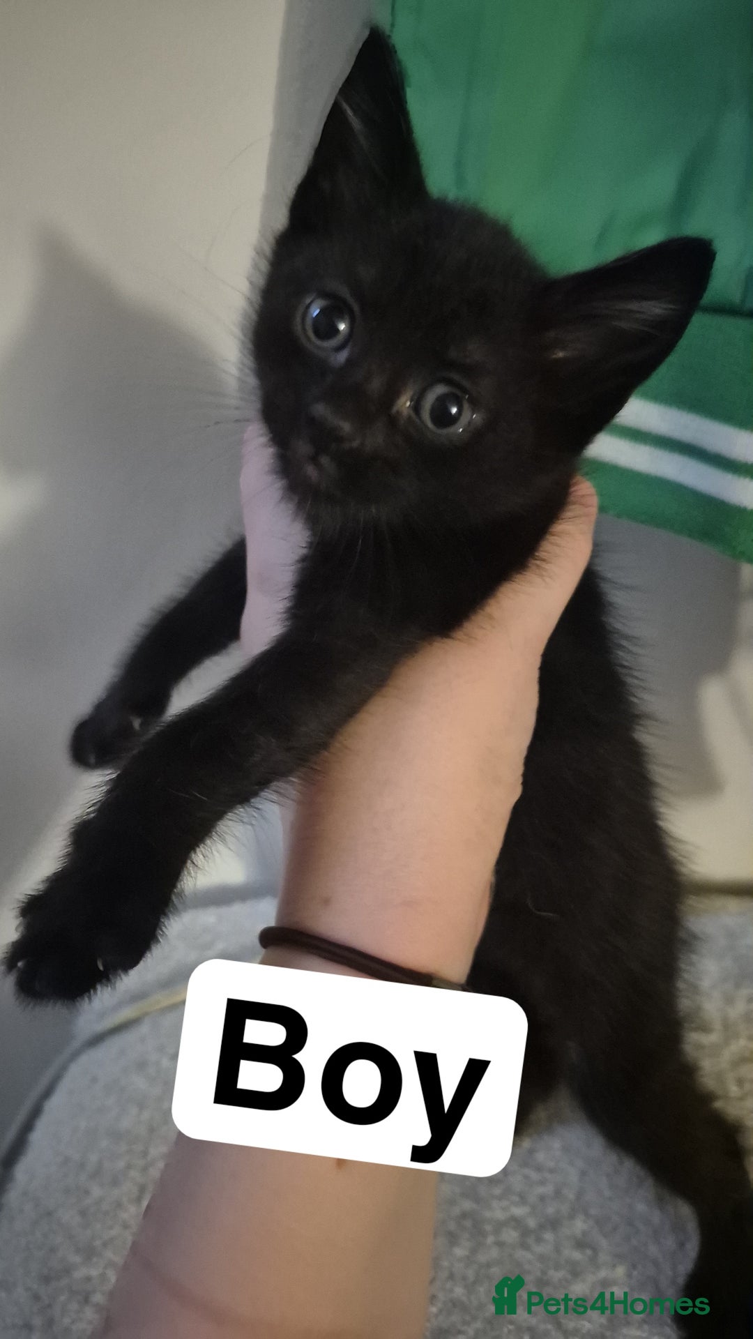 Mixed Breed cats for sale: 2 black kittens for sale - Image 2