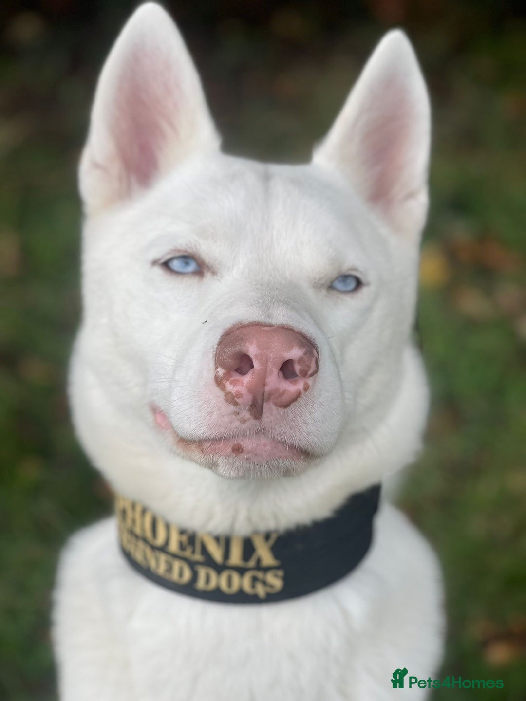 Siberian Husky dogs for sale: Rocco - Advert 6