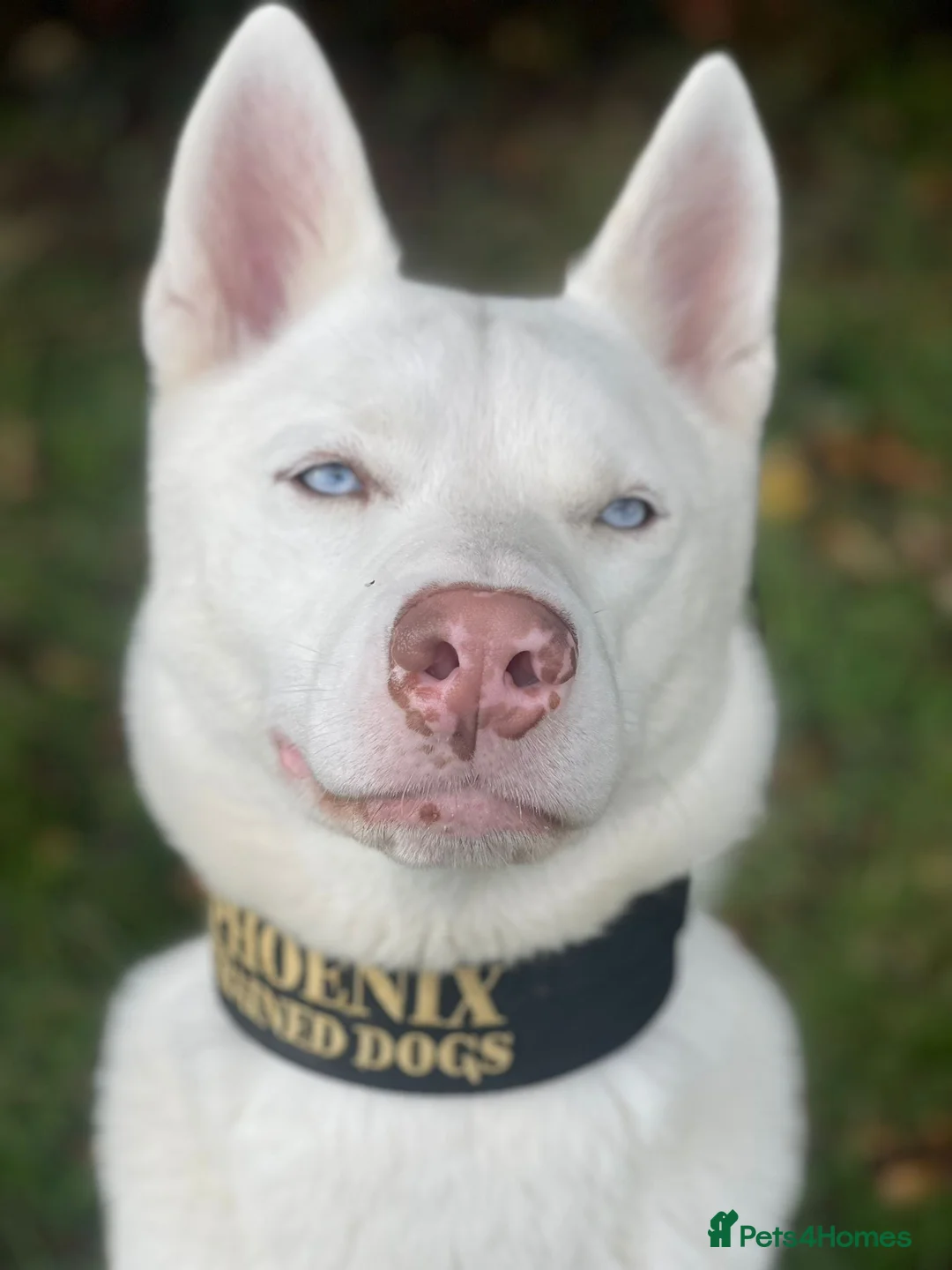 Siberian Husky dogs for sale: Rocco - Advert 6