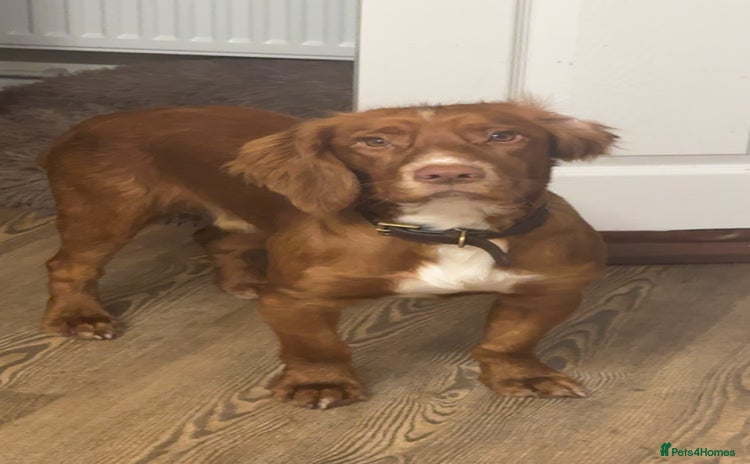 Cocker Spaniel dogs - Advert 5