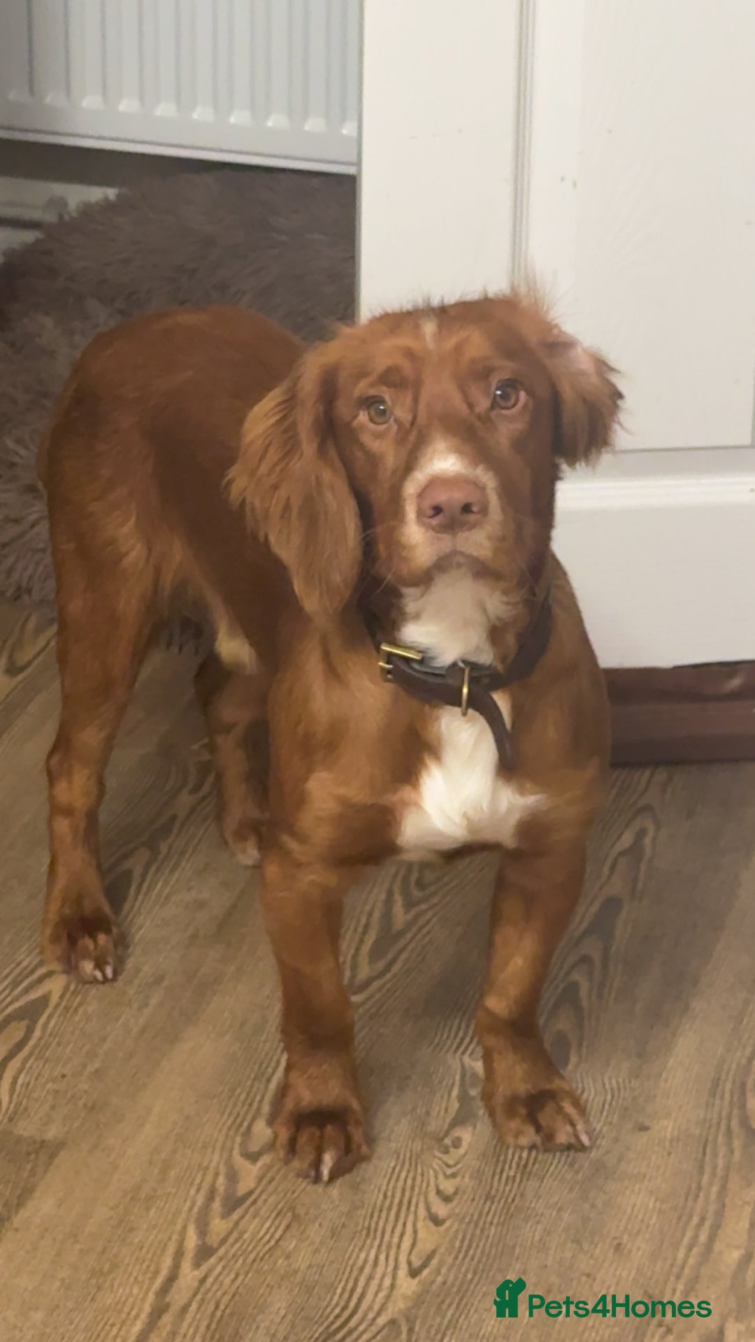 Cocker Spaniel dogs for stud: Cocker spaniel for stud - Image 1