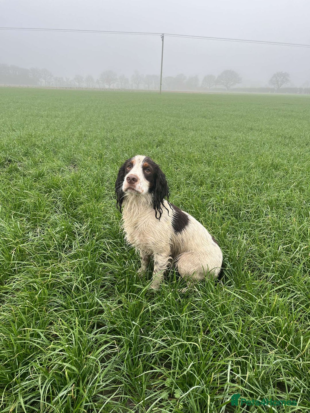 Cocker Spaniel dogs for stud: Tri coloured Working cocker spaniel for stud - Advert 5