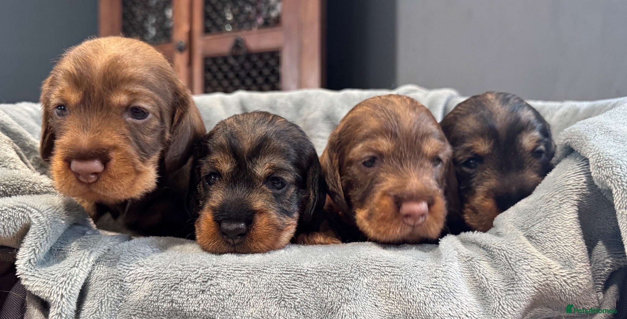 Dachshund dogs Stunning Kc standard wirehaired  - Advert 14