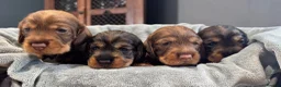 Dachshund dogs for sale: Stunning Kc standard wirehaired  - Advert 11