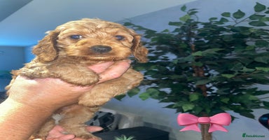 Cockapoo dogs - Advert 4