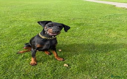 Dobermann dogs for sale: Pregnancy Confirmed - European Doberman Puppies - Image 22