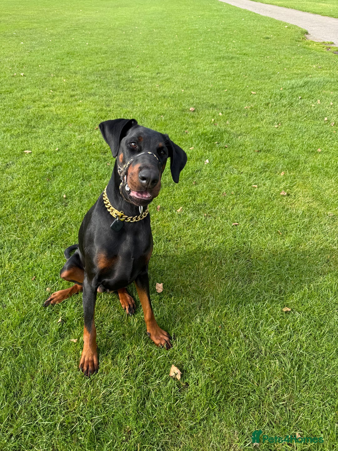 Dobermann dogs for sale: Pregnancy Confirmed - European Doberman Puppies - Image 22