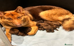 German Shepherd dogs for sale: German shepherd puppies health tested kc reg  in Honiton - Image 1