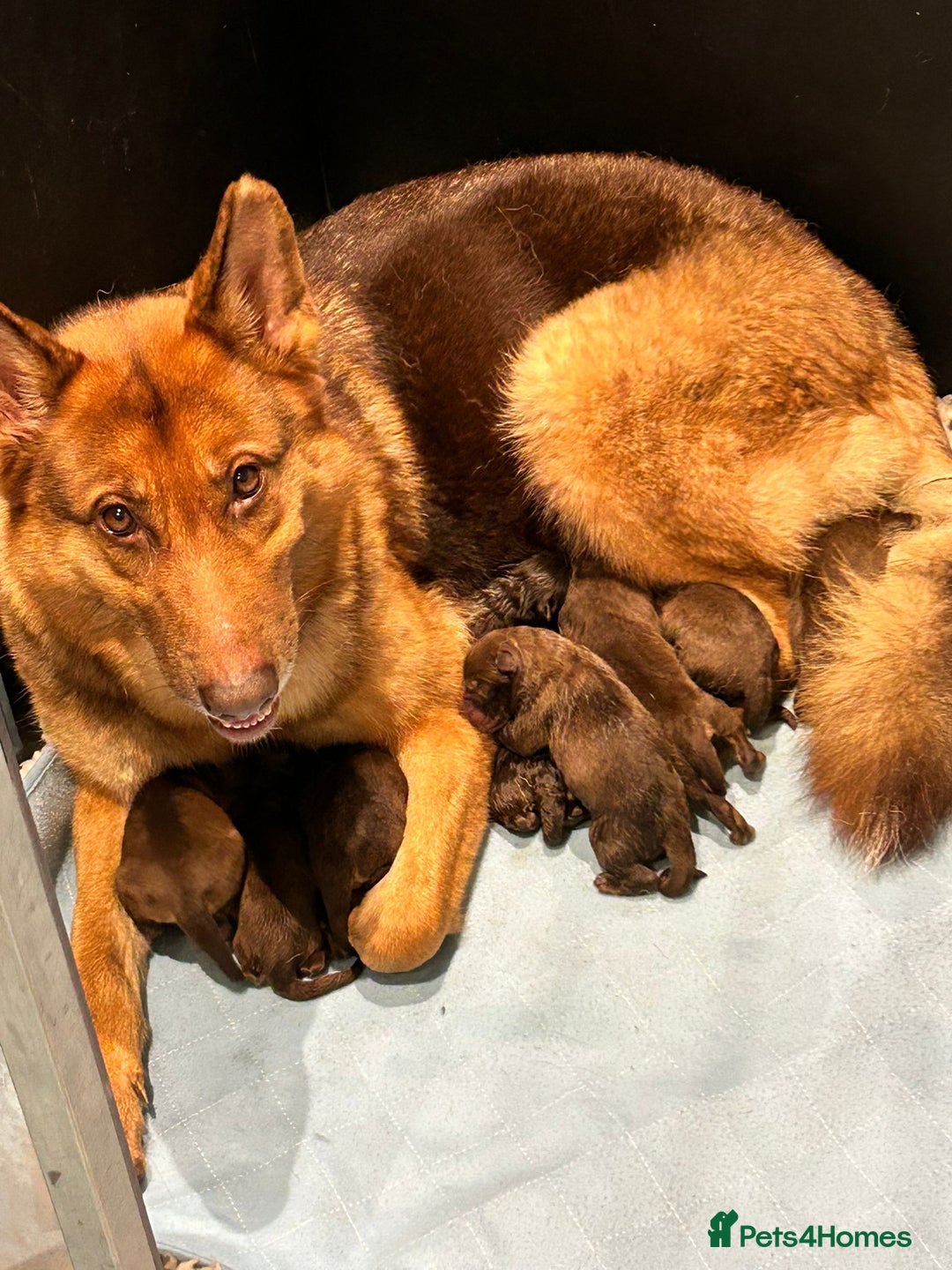 German Shepherd dogs for sale: German shepherd puppies health tested kc reg  in Honiton - Image 1