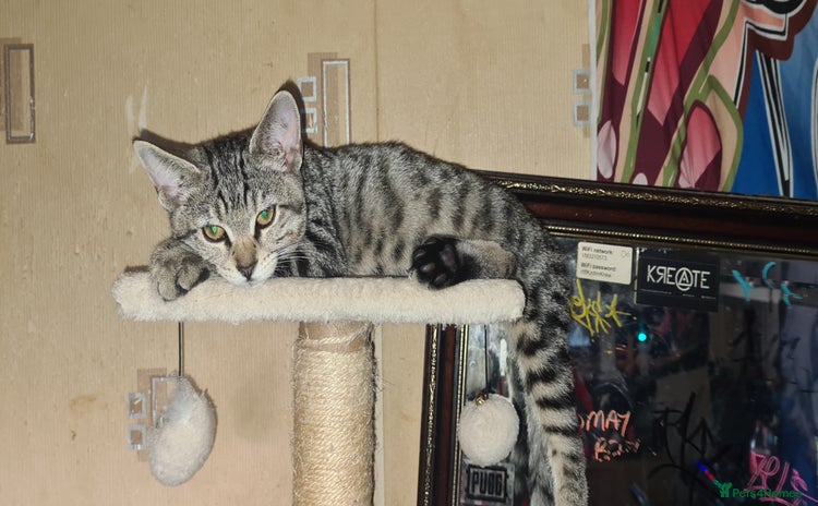 Bengal cats - Advert 25