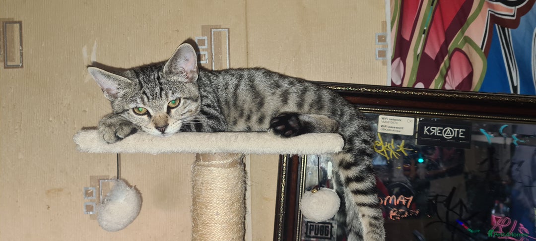Bengal cats for sale: Mixed bengal kittens   - Image 8