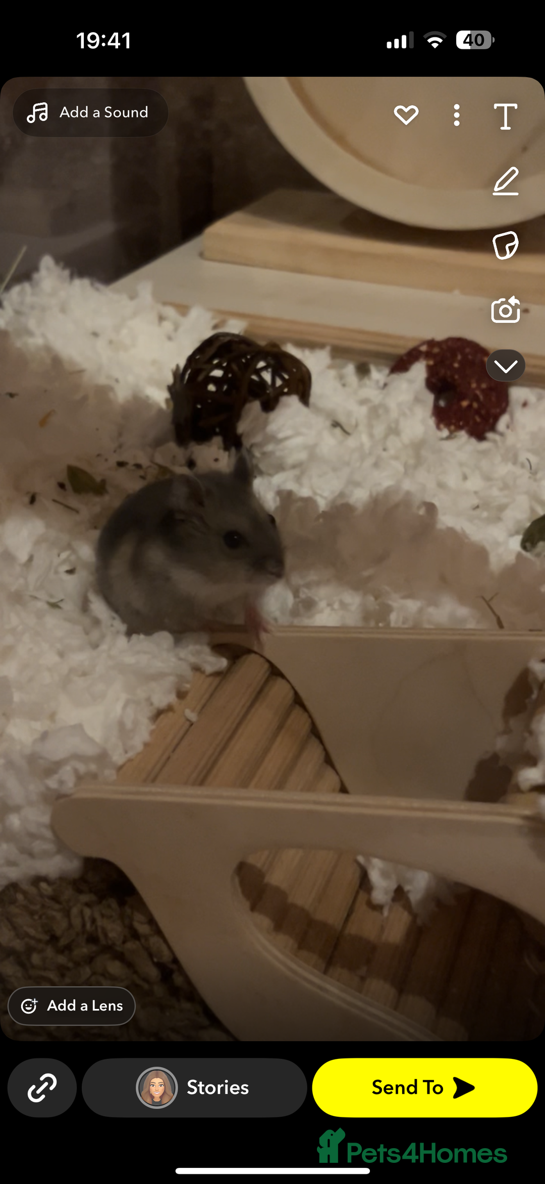 Hamster rodents for sale: Dwarf Hamster needing new home - Image 3