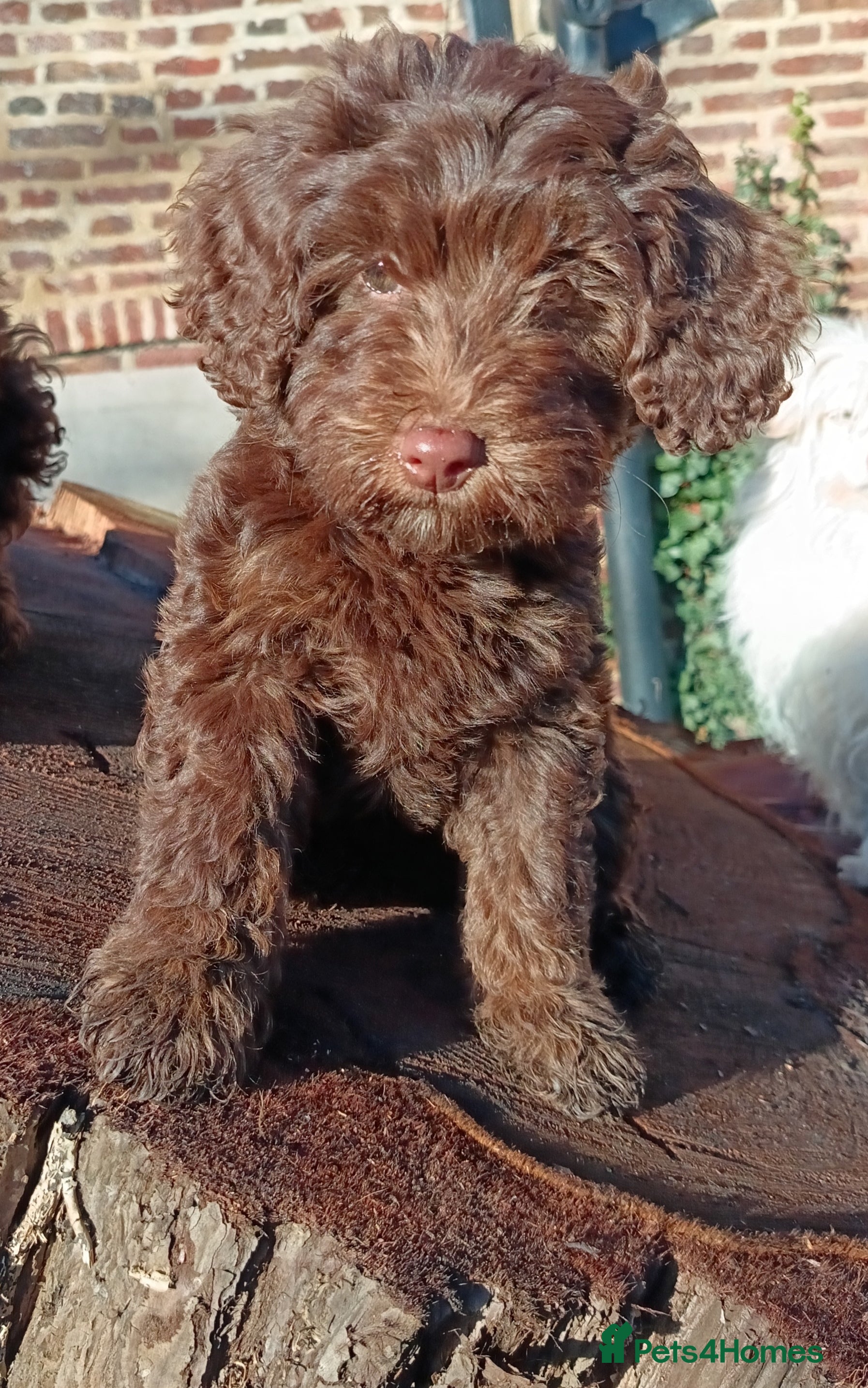 Australian Labradoodle dogs Health Tested ✔️ BOTH✔️ Parents HIP& ELBOW scored - Advert 2