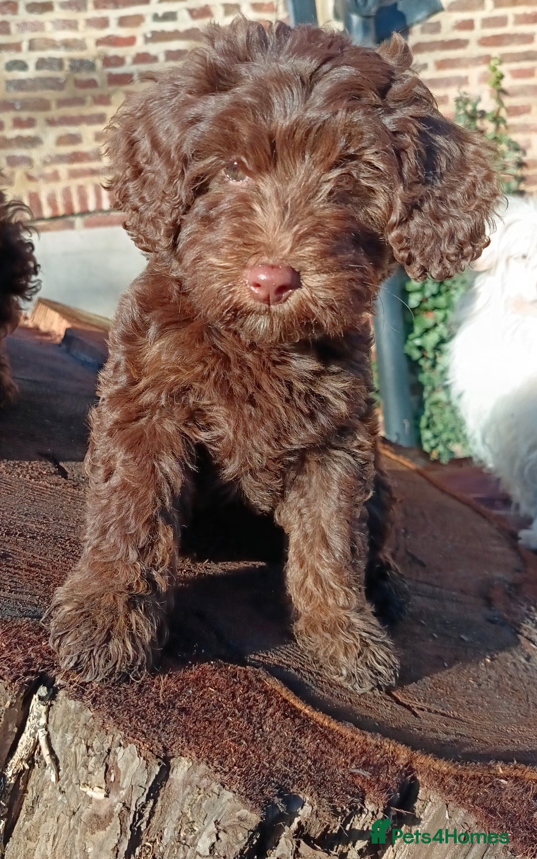 Australian Labradoodle dogs for sale: Health Tested ✔️ BOTH✔️ Parents HIP& ELBOW scored - Advert 3