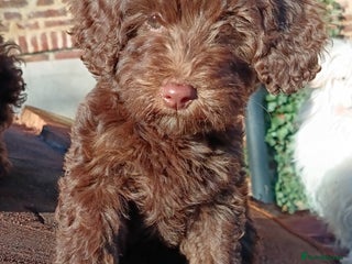 Australian Labradoodle dogs Health Tested ✔️ BOTH✔️ Parents HIP& ELBOW scored - Advert 4