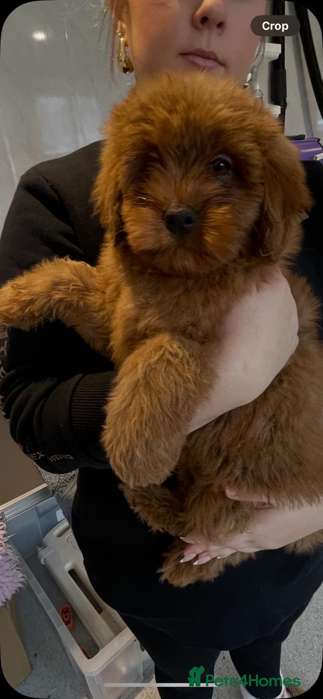 Cavapoo dogs for sale: Beautiful cavapoo puppies - Advert 6