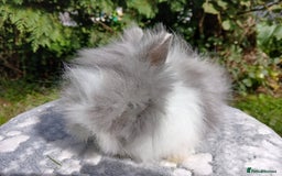 Lionhead rabbits for sale: Stunning DM Lionhead baby rabbits  - Image 1