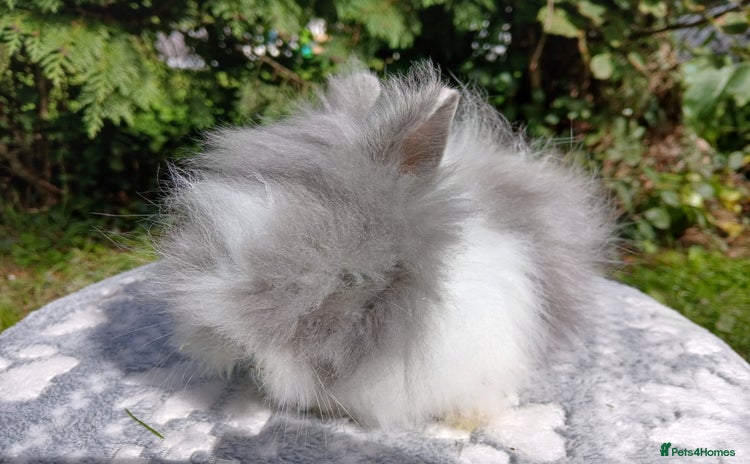 Lionhead rabbits - Advert 4