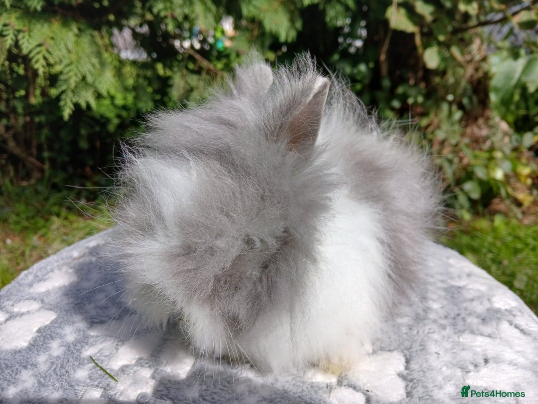 Lionhead rabbits for sale: Stunning DM Lionhead baby rabbits  - Image 1