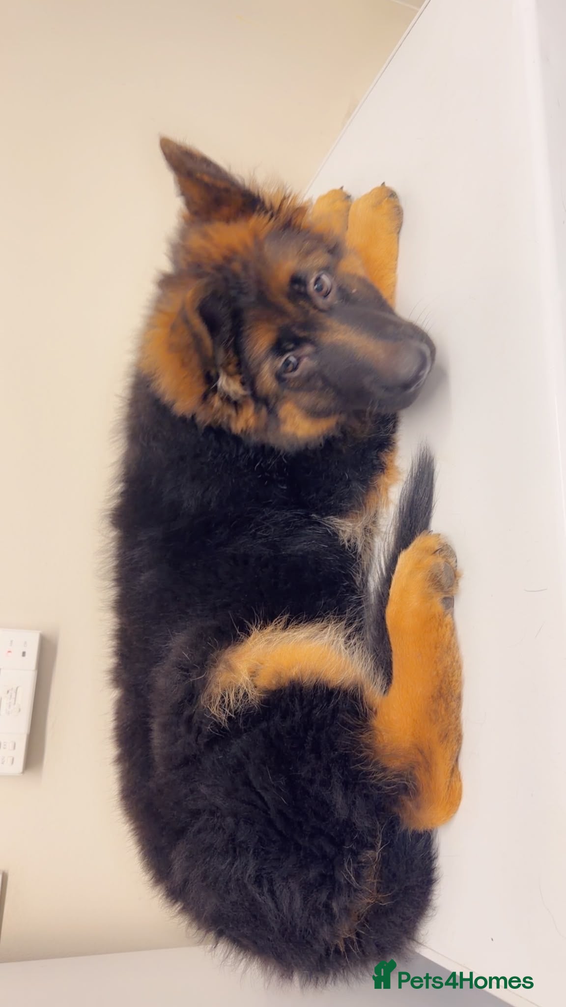 German Shepherd dogs Long hair Czech/Polish German Sherpard - Advert 19