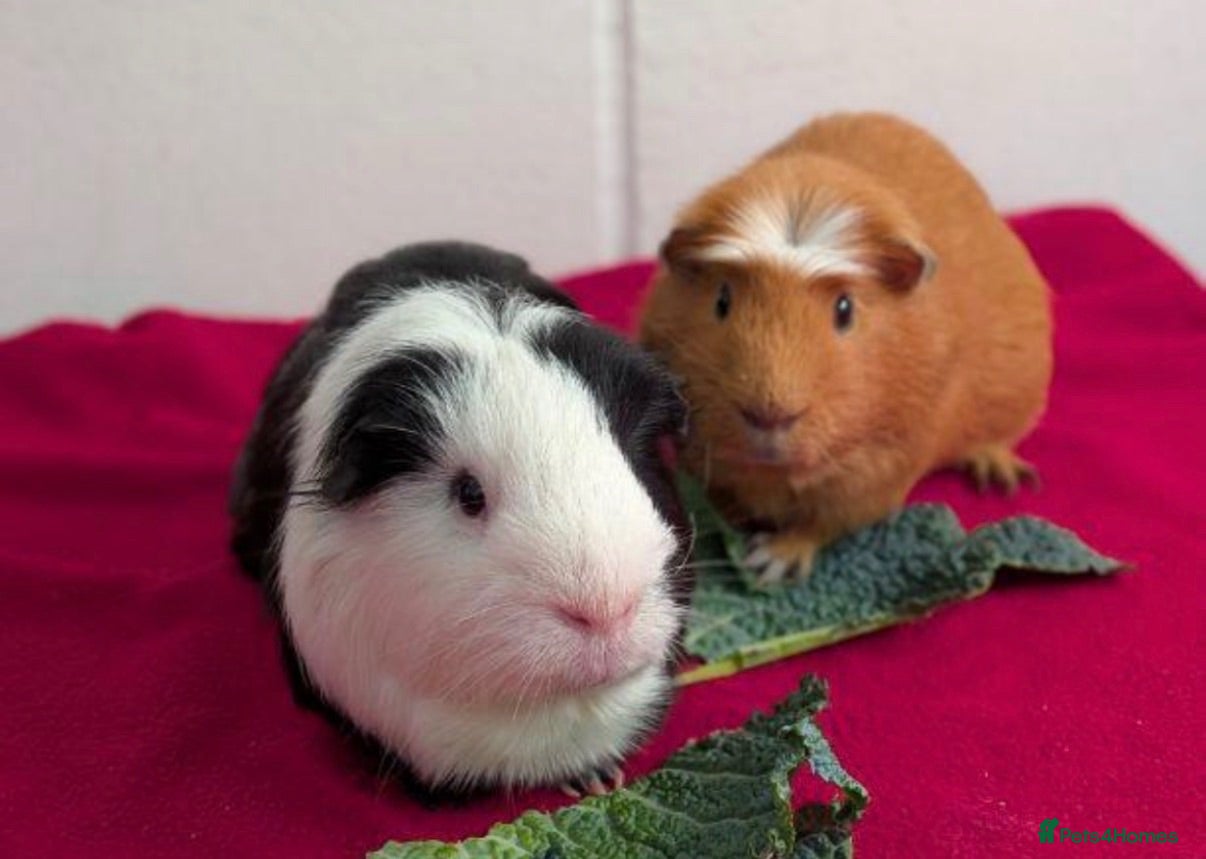 Guinea Pig rodents Looking for a new home for my boys :( - Advert 1