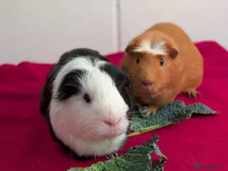 Guinea Pig rodents Looking for a new home for my boys :( - Advert 1