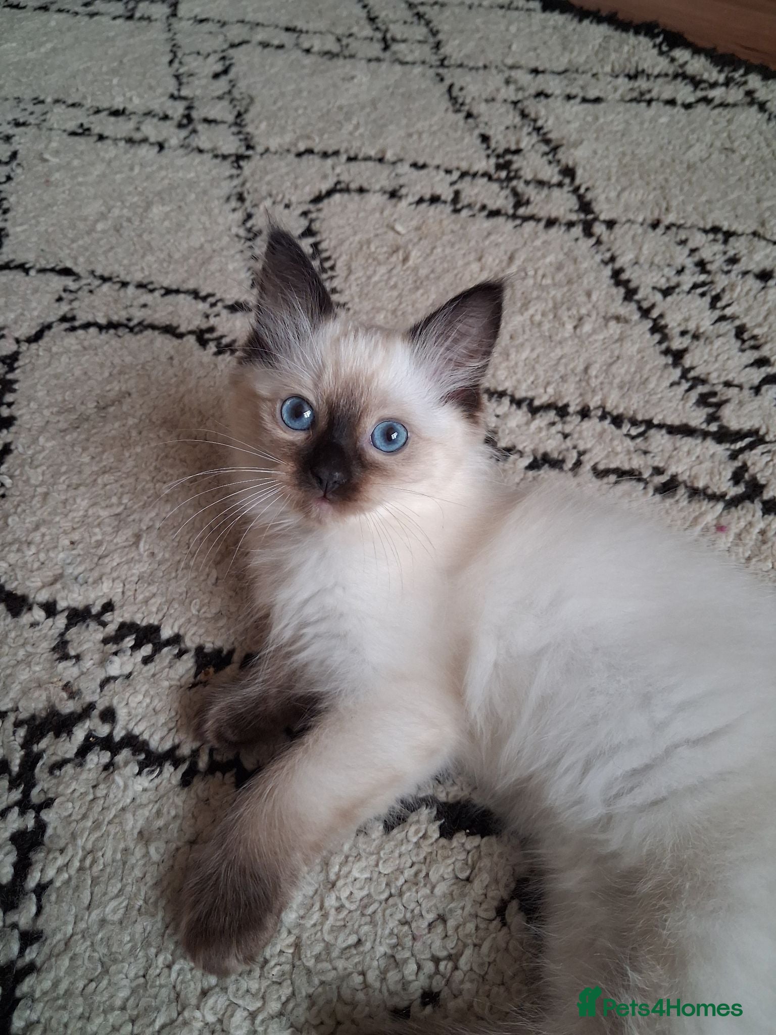Ragdoll cats Ragdoll kittens 1 female,2 male Seal, 1 male Blue - Advert 2