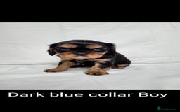 Cavalier King Charles Spaniel dogs for sale: Stunning Cavalier Puppies–Champ Blood,HealthTested - Image 16