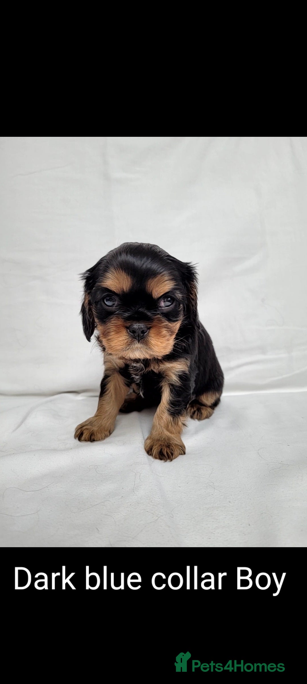 Cavalier King Charles Spaniel dogs for sale: Stunning Cavalier Puppies–Champ Blood,HealthTested - Image 16
