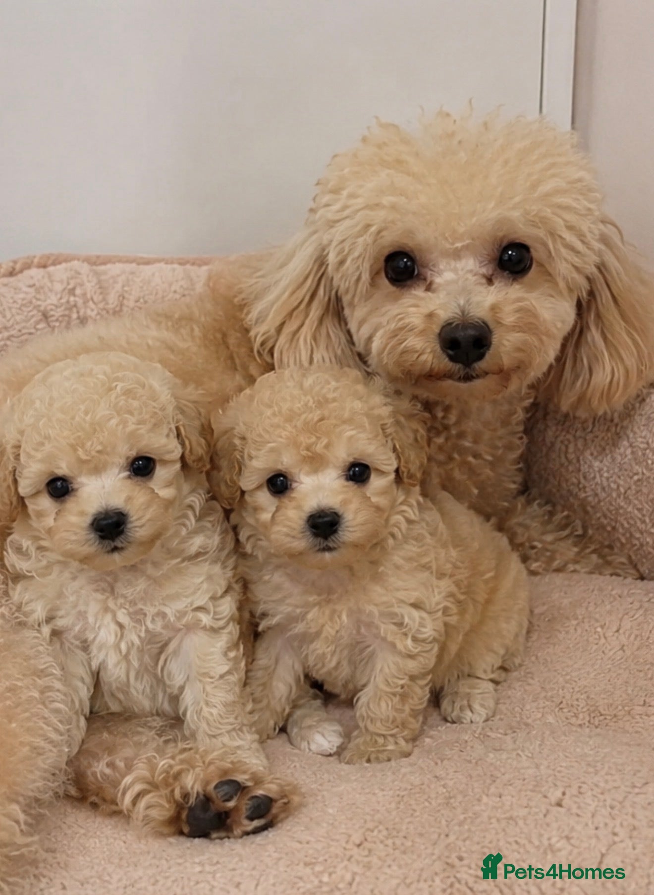 Toy Poodle dogs 5 gorgeous toy poodles - Advert 10
