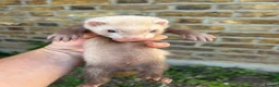 Ferret rodents for sale: Ferret kits - Advert 3