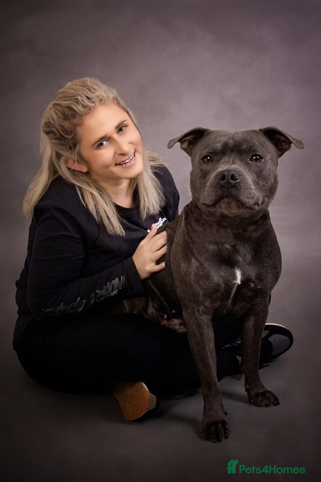 Staffordshire Bull Terrier dogs for stud: Mr Charming Teddy  - Advert 2